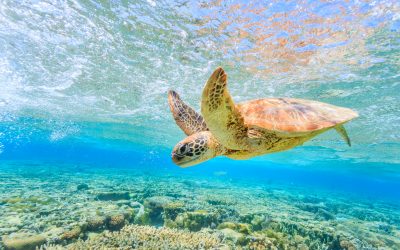 Pure Natural Bliss! Cockle Bay Reef on Magnetic Island