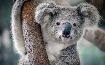 Top 5 Resorts on Magnetic Island