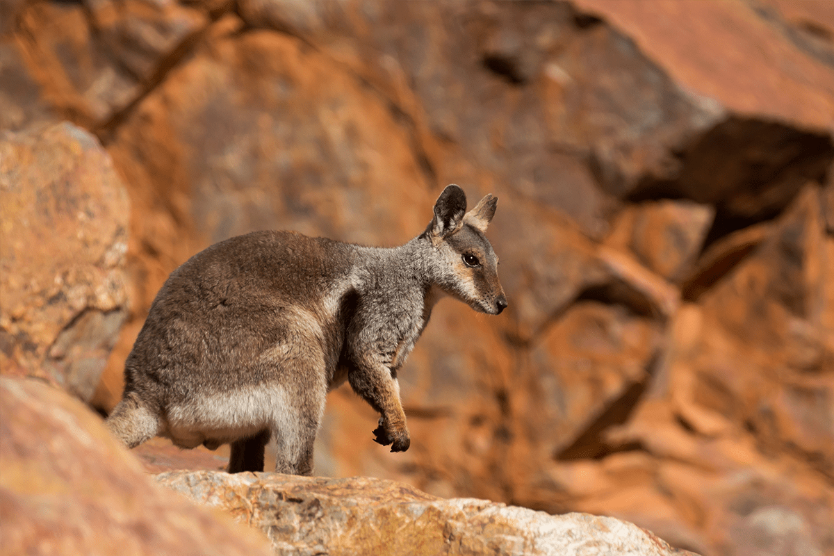 Wildlife on Island - Visit Magnetic