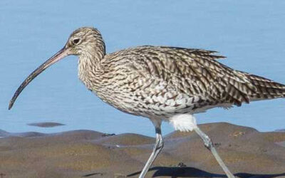 Curlews – what are they and how they inhabit Magnetic Island